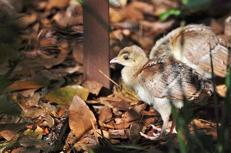 chick peacock